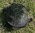Neck bent sideways into its shell