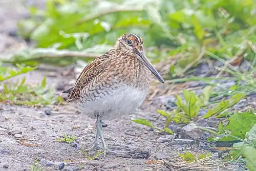 G. g. faeroeensis, Iceland