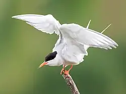 Tern (Sternidae)