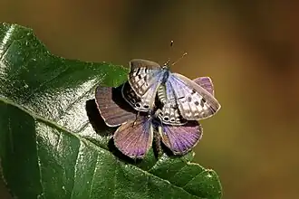 L. p. pirithous, 2 of 3 female covers male