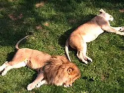 Lions at Como Zoo.
