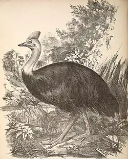 Lithographic print of a cassowary, published in Companion to Gould's Handbook (1877)