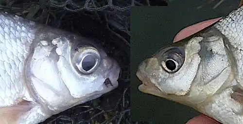 B. bjoerkna (left), immature A. bramis (right).