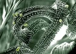 Compound flower with pollen, SE image, ElectroSscan E3 ESEM.