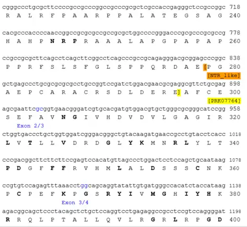 Conceptual translation of human c17orf58 second 160 amino acids