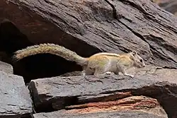 Brown squirrel