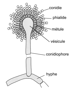 Aspergillus