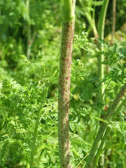 Stem