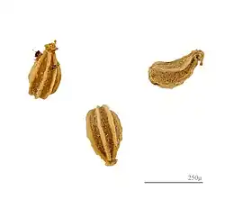 Schizopcarp fruit