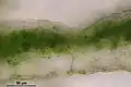 Conocephalum salebrosum, thallus cross section showing photosynthetic cells