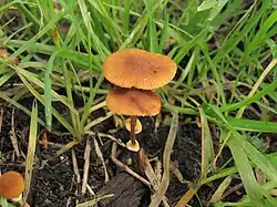 Pholiotina rugosa