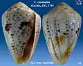 Conus coronatus Gmelin, J.F., 1791
