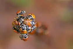 Convergent lady beetles near waterfall trail. Lady Bugs gather in the mountain valleys when they enter their overwintering diapause stage.