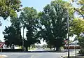 English elm, Cootamundra, one trimmed for power line