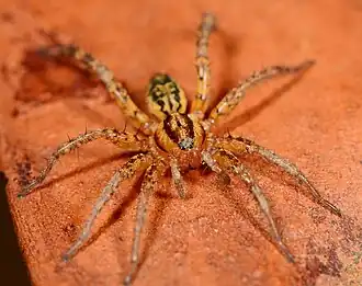 female C. flavoplumosa