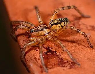 female
