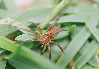 male C. kei