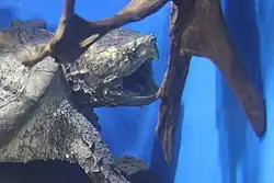 Apalachicola Snapping Turtle, Copenhagen, 2016