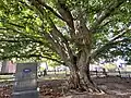 The Copper Beech Tree, planted in Drummond Hill Cemetery in 1914 to commemorate the 100th anniversary of the Battle of Lundy's Lane