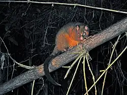 Brown possum
