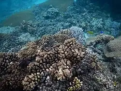 Corals at the west coast.