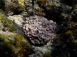 Unidentified encrusting species
