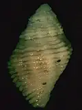 Reverse view of shell