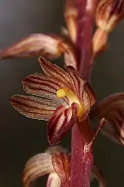A close up photo of the flower of striped coralroot. It has the typical bilaterally symetrical bloom of an orchid with one petal downwards, and two to each side slightly upwards. All have dark red-brown stripes on a light background. In the center of the bloom a yellow pollen mass. The bloom, like the others out of focus, is attached to a dull red stalk.
