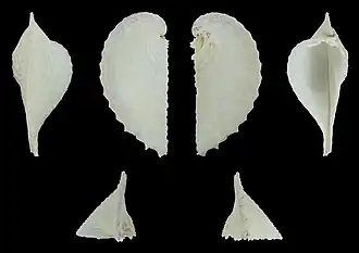 Right valve