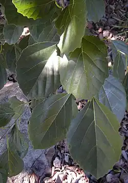 Foliage