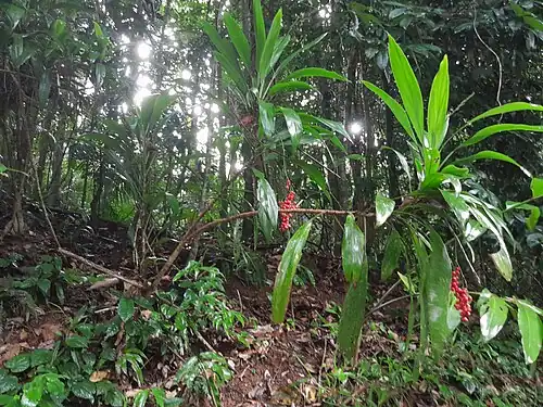 Habit, branched