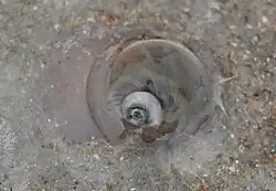 Shark eye moon snail Neverita duplicata in a shallow water on a sand bar