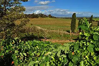 Vines at Coriole Vineyard, McLaren Vale