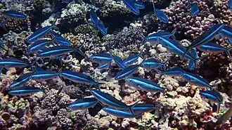 At Jarvis Island