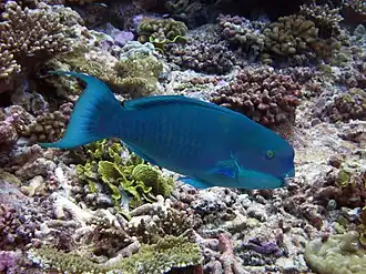At Kingman Reef