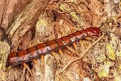 Large centipede crawling on rotting wood