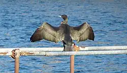 Great cormorant, Lake Como, Lombardy