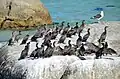 Roosting at Boulders Beach, South Africa