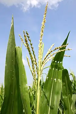 Many small male flowers make up the tassel.