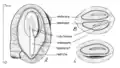 seed