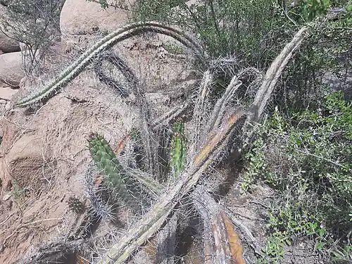 Habitat in Mollebaya, Peru