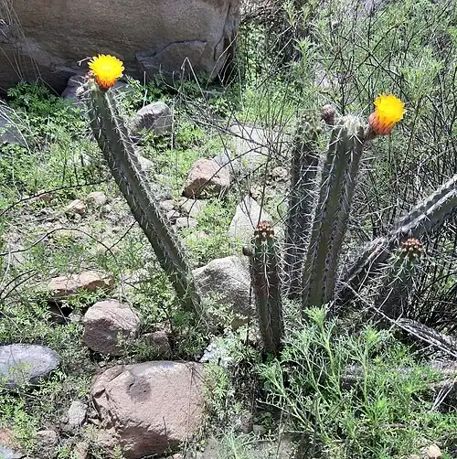 Plant blooming in Mollebaya, Peru