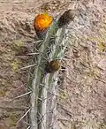 Buds and spines