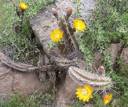 Blooming plant in Alto Selva Alegre, Peru