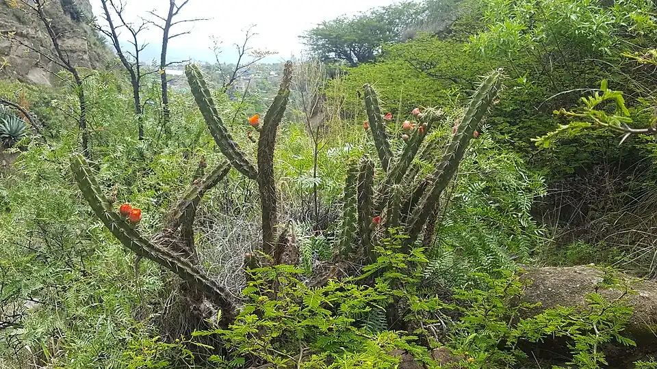 Habitat in Chuyayacu, Peru