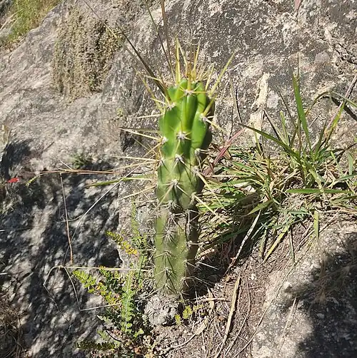 Solitary plant growing in Socapara, Peru