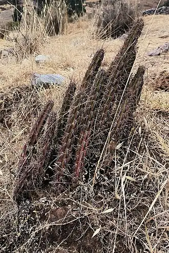 Plant in Canaria, Peru