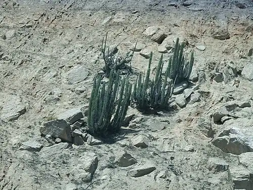 Habitat in Mollendo, Peru