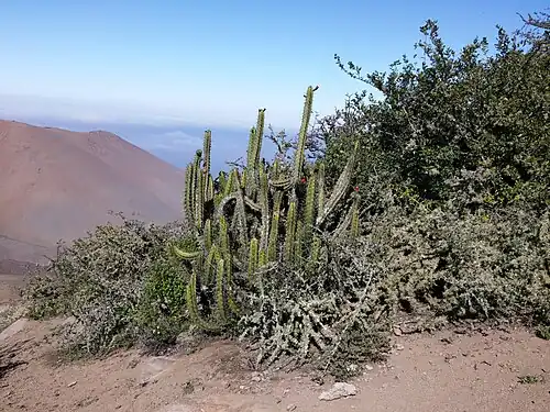 Habitat in Chala, Peru
