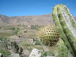 Fruit on plant